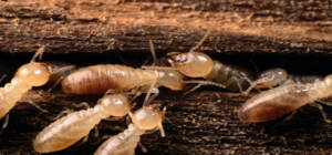 termite inspection ft lauderdale