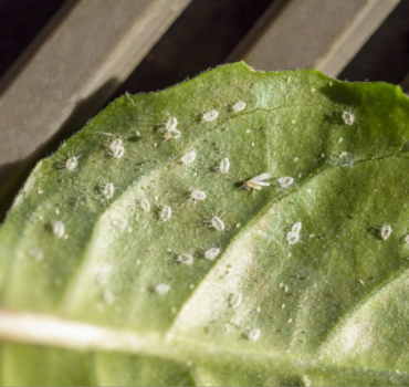 Hitman-whitefly-removal-Larvae-of-the-whitefly-on-the-leaf-of-a-rose.png