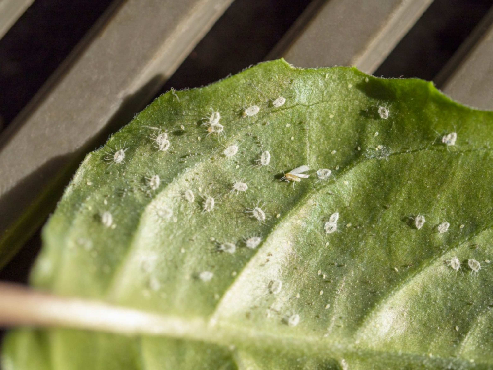 Whitefly Removal