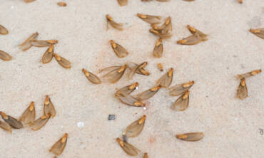 Subterranean Termite Extermination