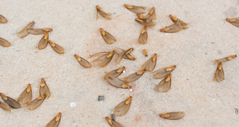 Subterranean Termite Extermination
