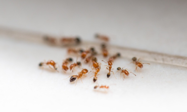 Ant Removal