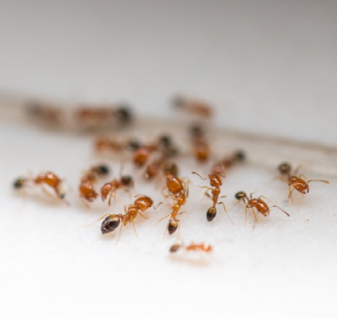 Ant Removal